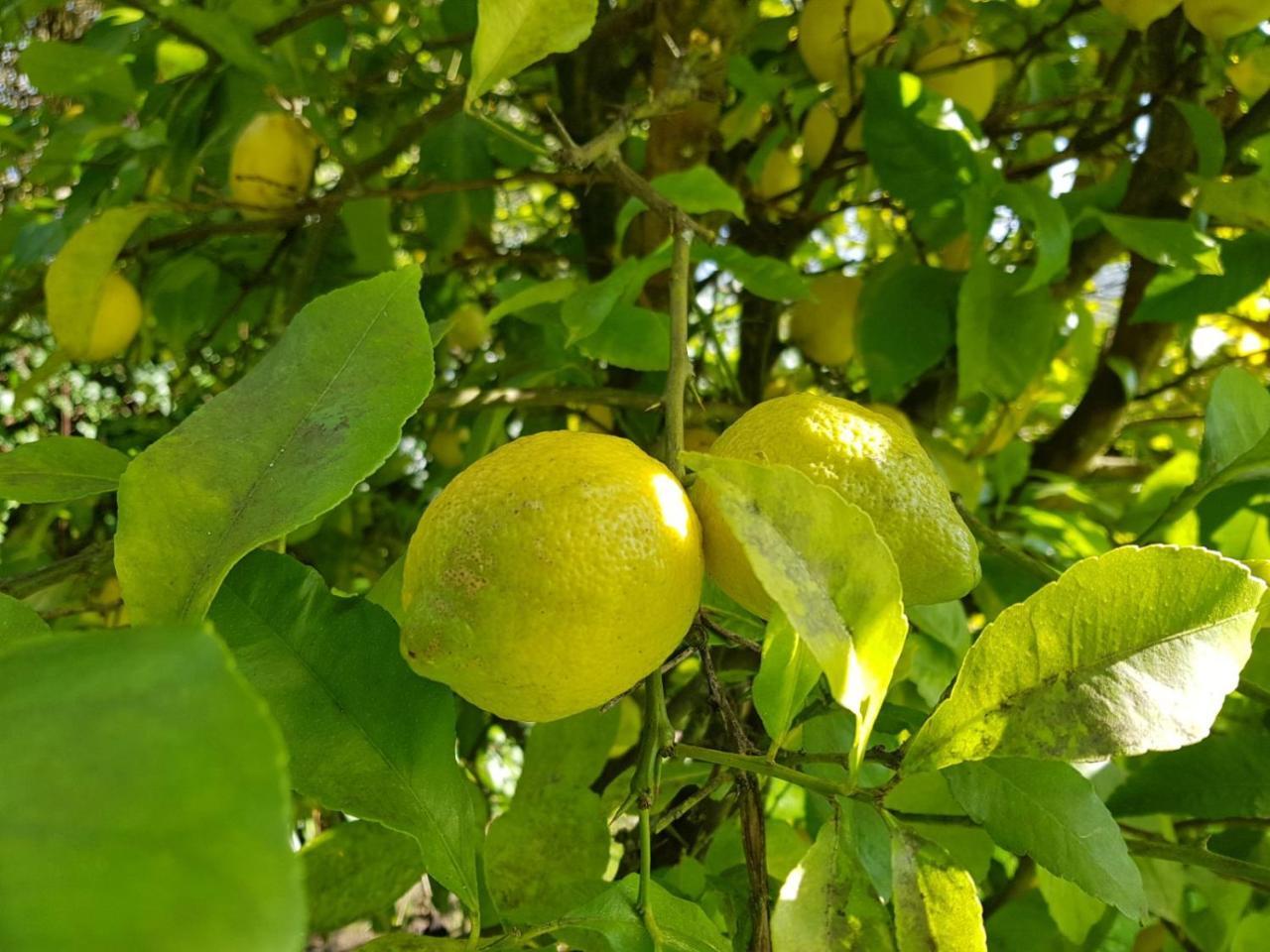 Casona De San Pantaleon De Aras Otel Dış mekan fotoğraf